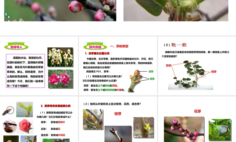 八年级生物上册 第一章 第六节《芽的类型和发育》课件 （新版）济南版