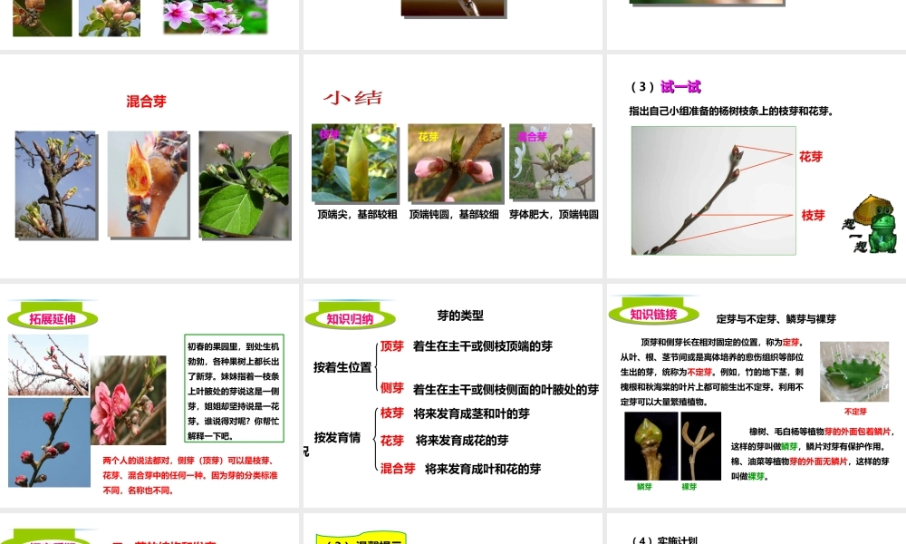 八年级生物上册 第一章 第六节《芽的类型和发育》课件 （新版）济南版