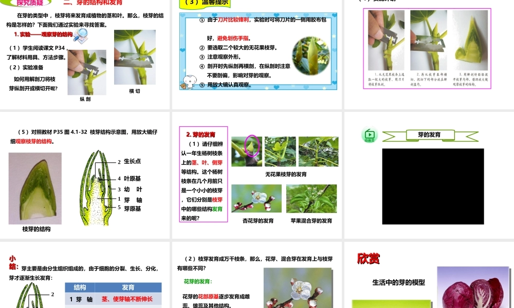 八年级生物上册 第一章 第六节《芽的类型和发育》课件 （新版）济南版