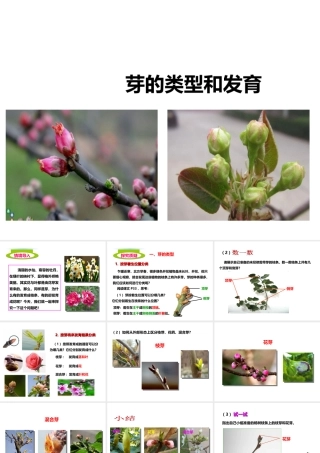 八年级生物上册 第一章 第六节《芽的类型和发育》课件 （新版）济南版