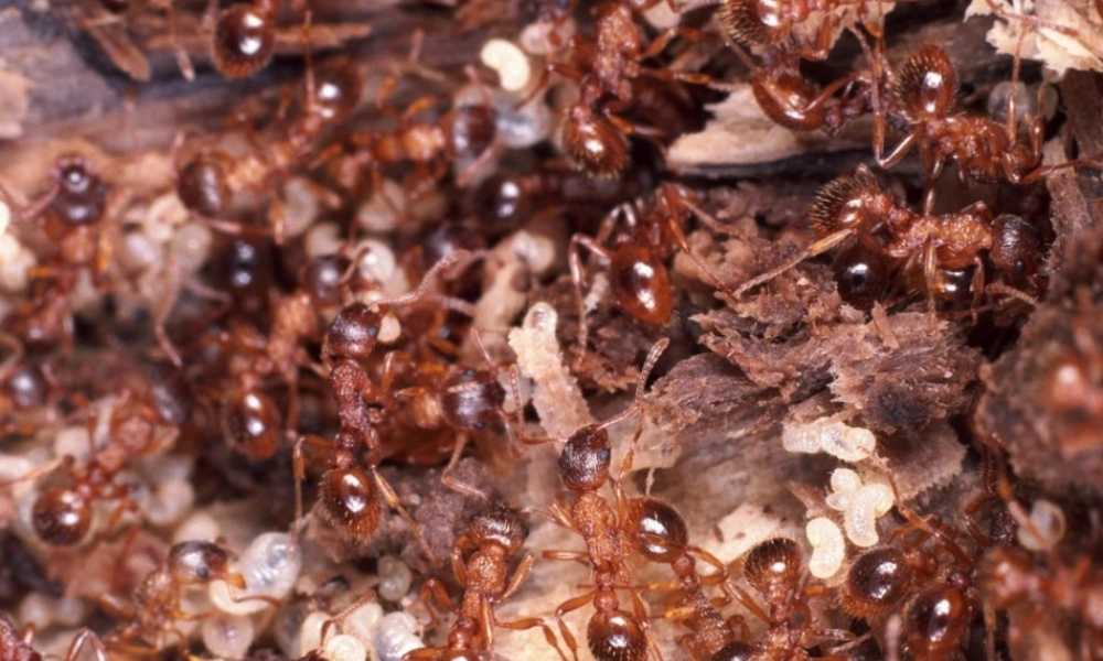 八年级生物上册 第五单元 生物圈中的其他生物 第三节 社会行为精品课件 人教新课标版