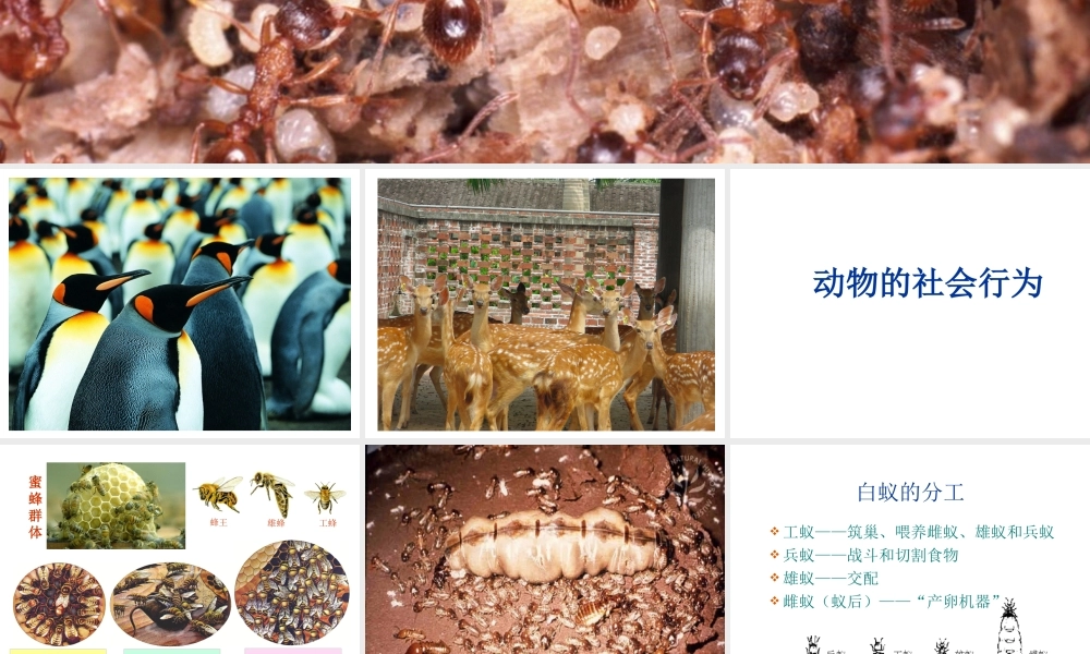 八年级生物上册 第五单元 生物圈中的其他生物 第三节 社会行为精品课件 人教新课标版