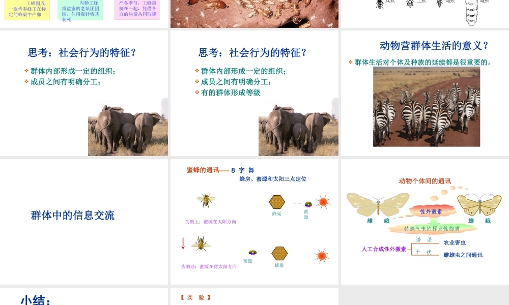 八年级生物上册 第五单元 生物圈中的其他生物 第三节 社会行为精品课件 人教新课标版