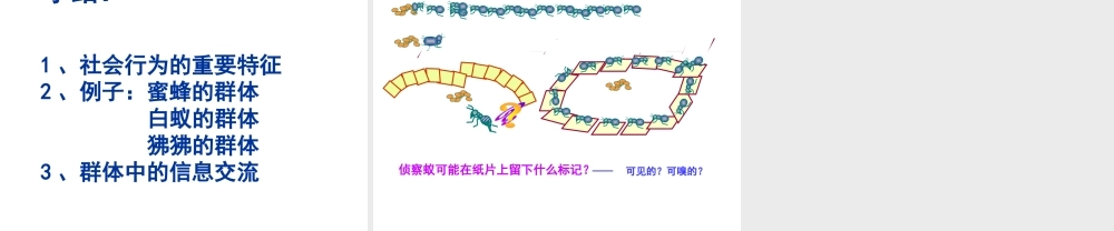 八年级生物上册 第五单元 生物圈中的其他生物 第三节 社会行为精品课件 人教新课标版