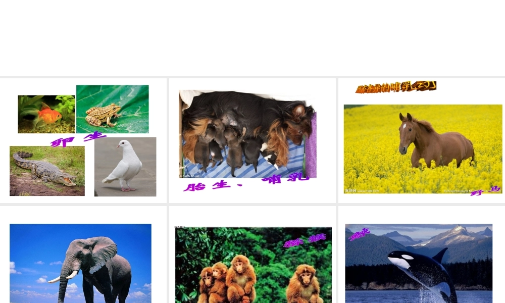 八年级生物上册 第一章 第七节 哺乳动物课件 新人教版