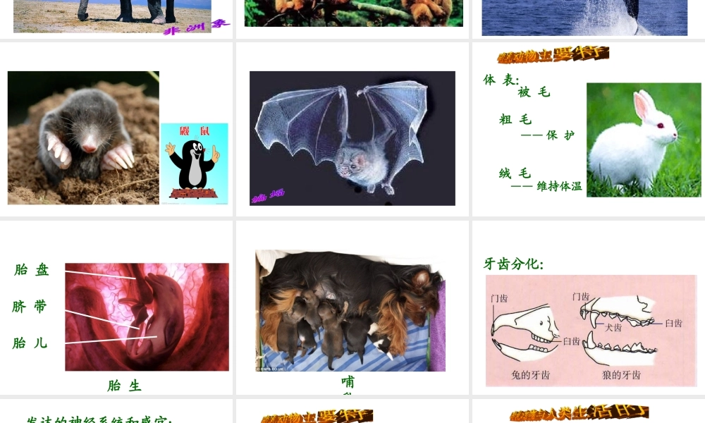 八年级生物上册 第一章 第七节 哺乳动物课件 新人教版