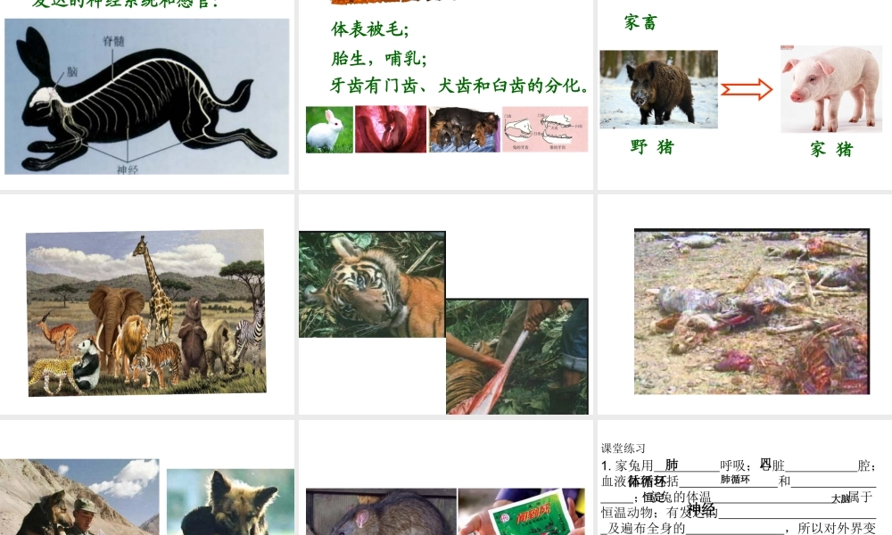 八年级生物上册 第一章 第七节 哺乳动物课件 新人教版