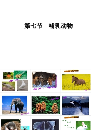 八年级生物上册 第一章 第七节 哺乳动物课件 新人教版
