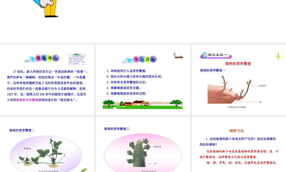 八年级生物上册 第一章 第七节 植物的无性生殖课件 济南版