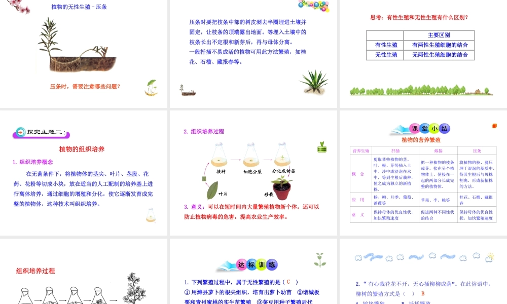 八年级生物上册 第一章 第七节 植物的无性生殖课件 济南版