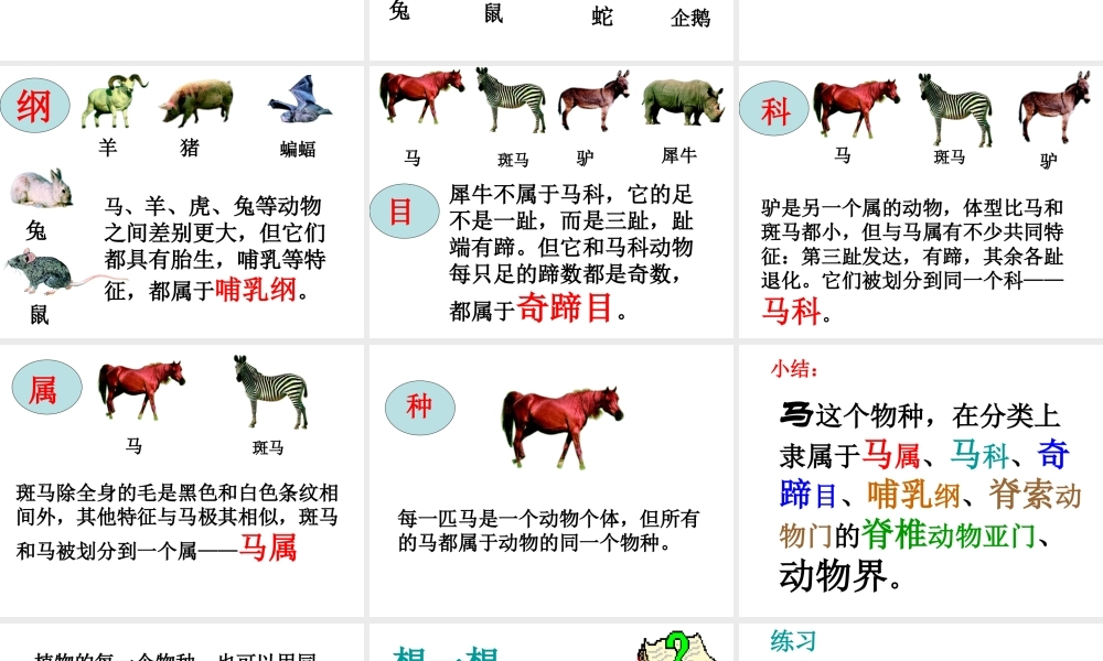 八年级生物上册 第6单元 第1章 根据生物的特征进行分类 第二节 从种到界课件2 新人教版