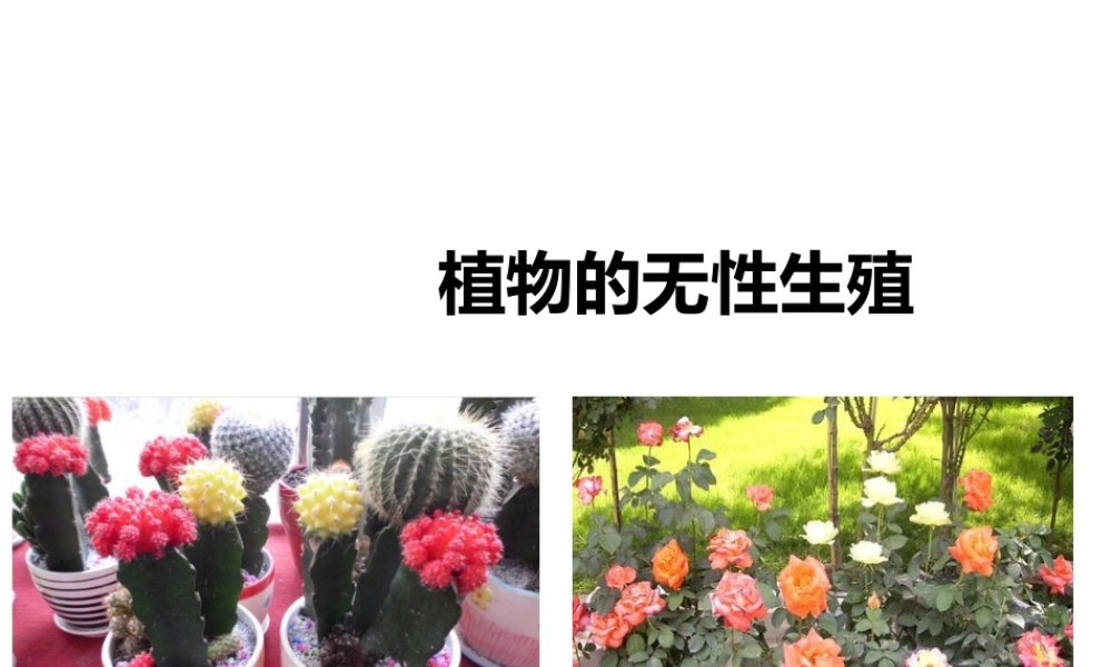 八年级生物上册 第一章 第七节《植物的无性生殖》课件 （新版）济南版-（新版）济南版初中八年级上册生物课件