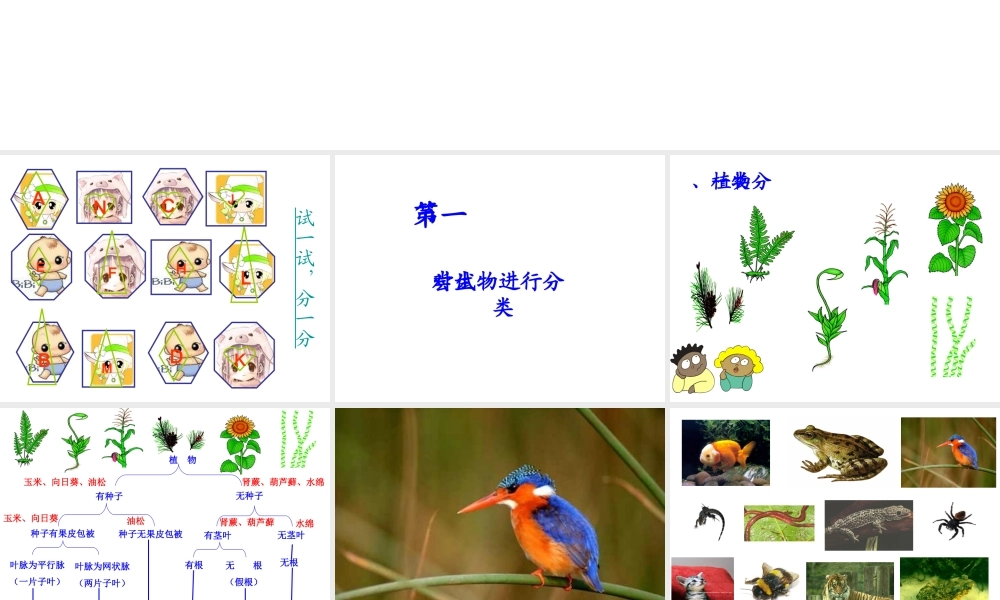 八年级生物上册 第6单元 第1章 根据生物的特征进行分类 第一节 尝试对生物进行分类课件1 新人教版