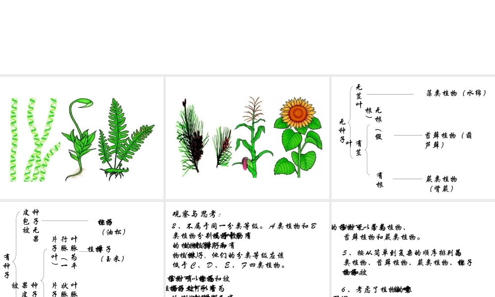 八年级生物上册 第6单元 第1章 根据生物的特征进行分类 第一节 尝试对生物进行分类课件2 新人教版