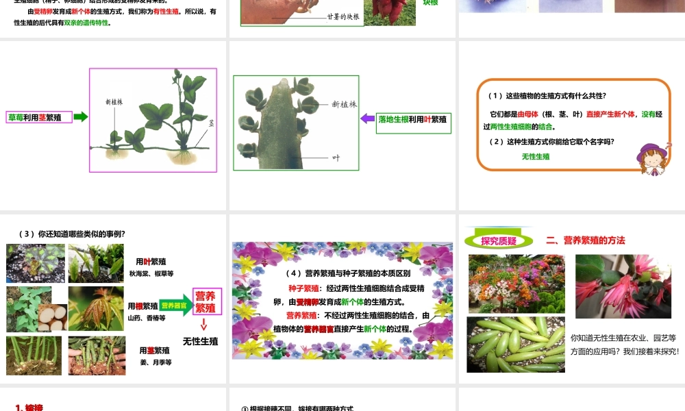 八年级生物上册 第一章 第七节《植物的无性生殖》课件 （新版）济南版-（新版）济南级上册生物课件
