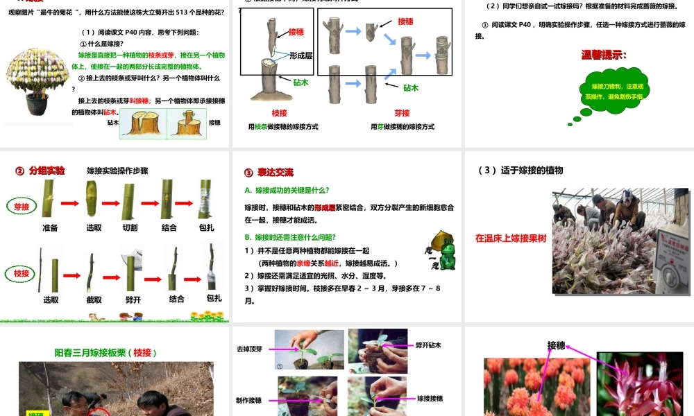 八年级生物上册 第一章 第七节《植物的无性生殖》课件 （新版）济南版-（新版）济南级上册生物课件
