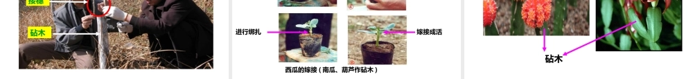 八年级生物上册 第一章 第七节《植物的无性生殖》课件 （新版）济南版-（新版）济南级上册生物课件