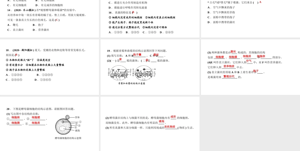 八年级生物上册 第五单元 生物圈中的其他生物 第四章 细菌和真菌第三节 真菌作业课件 （新版）新人教版-（新版）新人教版初中八年级上册生物课件