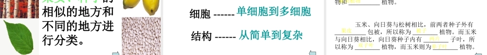 八年级生物上册 第6单元 第1章 根据生物的特征进行分类 第一节 尝试对生物进行分类课件3 新人教版