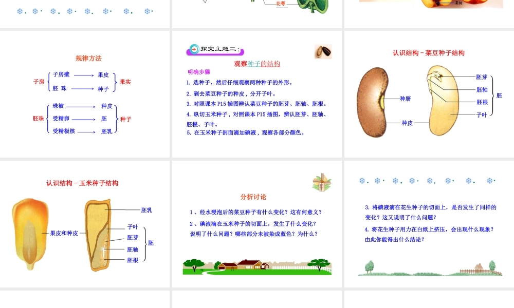 八年级生物上册 第一章 第三节 果实和种子的形成课件 济南版