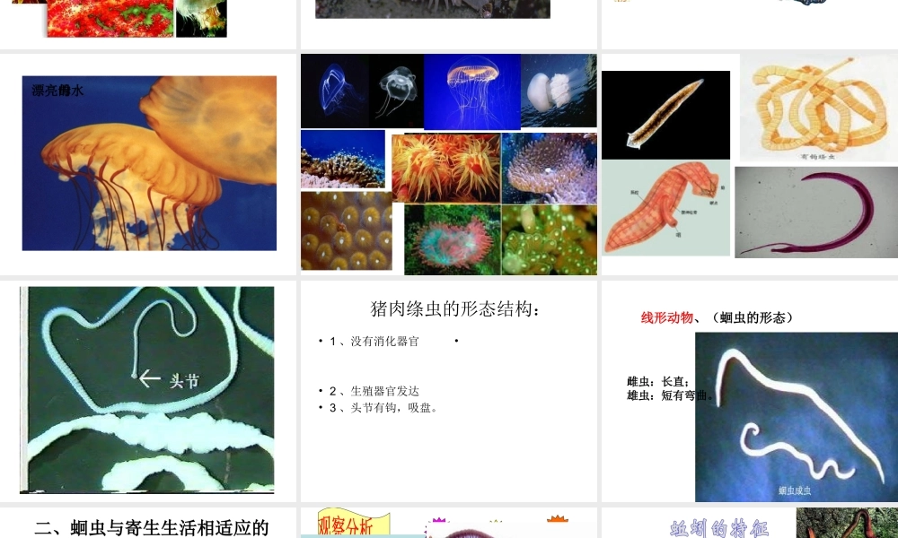 八年级生物上册 第一章 第三节 节肢动物课件 新人教版