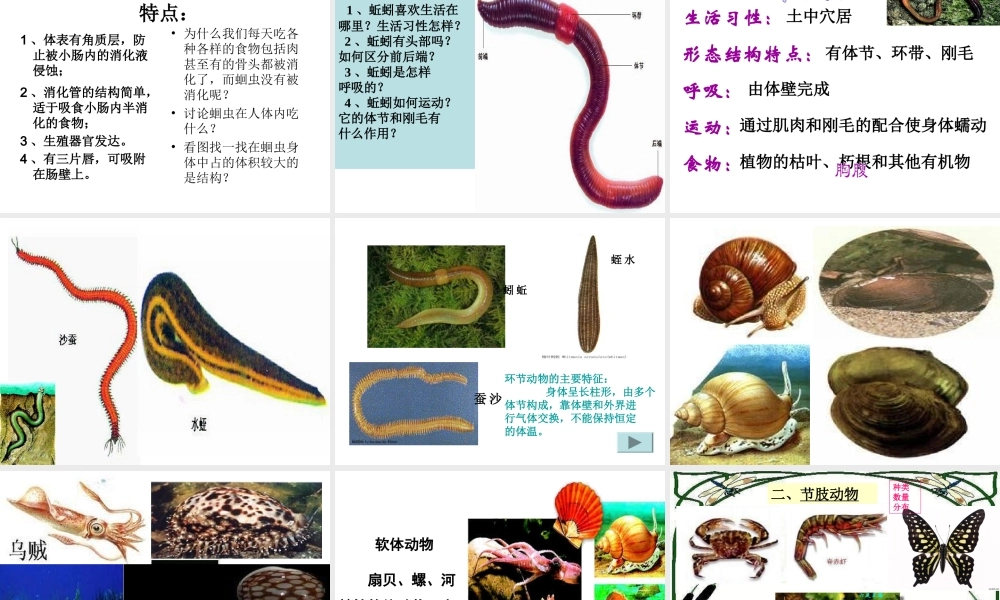 八年级生物上册 第一章 第三节 节肢动物课件 新人教版