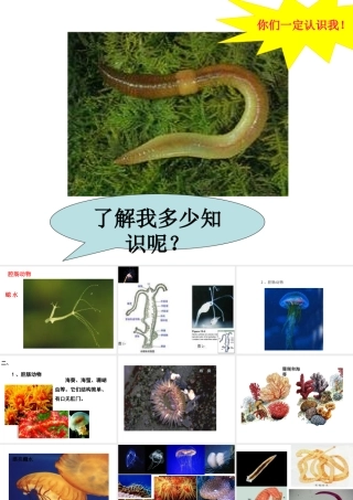 八年级生物上册 第一章 第三节 节肢动物课件 新人教版