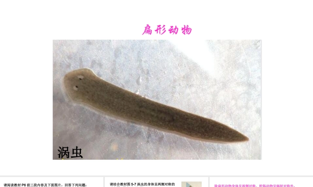 八年级生物上册 第五单元 第一章 第一节 腔肠动物和扁形动物《扁形动物》课件 （新版）新人教版-（新版）新人教级上册生物课件