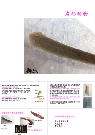 八年级生物上册 第五单元 第一章 第一节 腔肠动物和扁形动物《扁形动物》课件 （新版）新人教版-（新版）新人教级上册生物课件