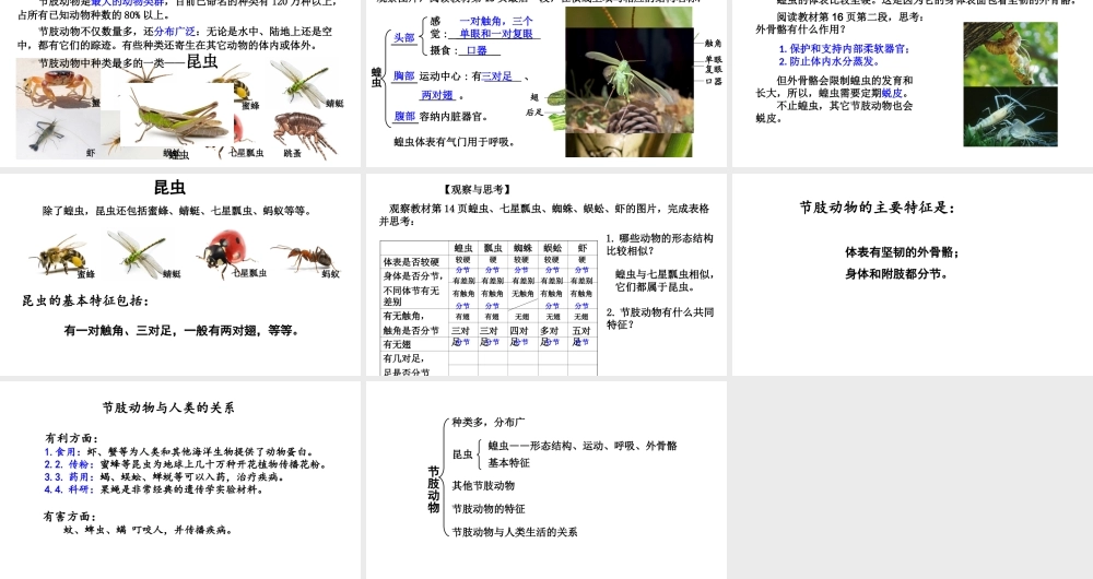 八年级生物上册 第五单元 第一章 第一节 腔肠动物和扁形动物《节肢动物》课件 （新版）新人教版-（新版）新人教版初中八年级上册生物课件