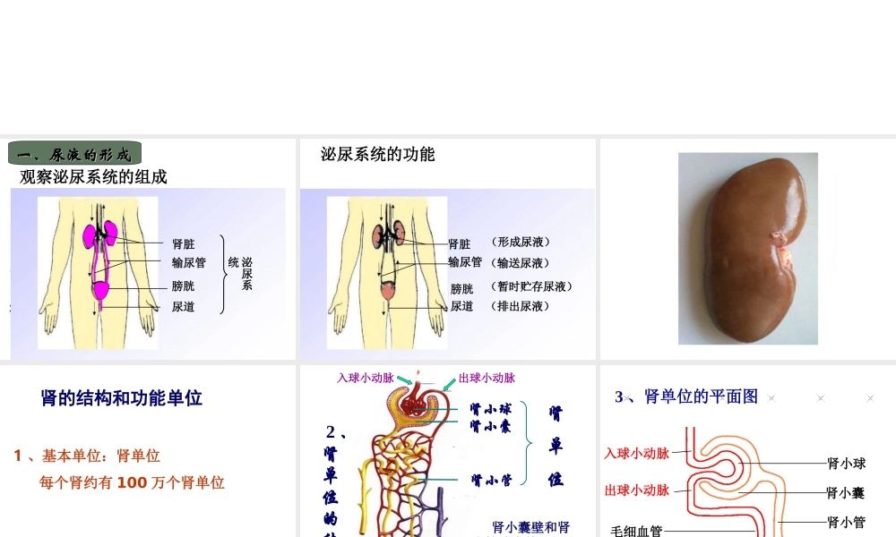 八年级生物上册 第6单元 第15章 第2节 人体内废物的排出课件1 （新版）苏科版-（新版）苏科级上册生物课件