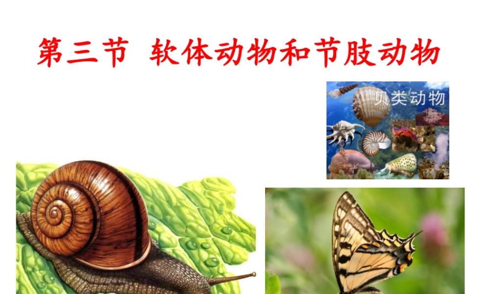 八年级生物上册 第一章 第三节 软体动物和节肢动物课件 （新版）新人教版