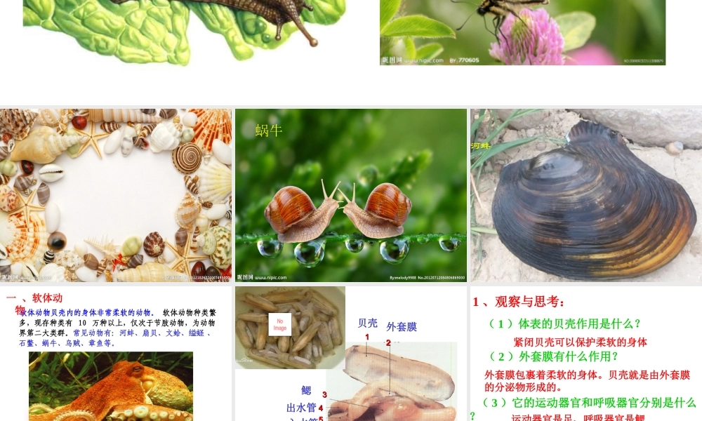 八年级生物上册 第一章 第三节 软体动物和节肢动物课件 （新版）新人教版