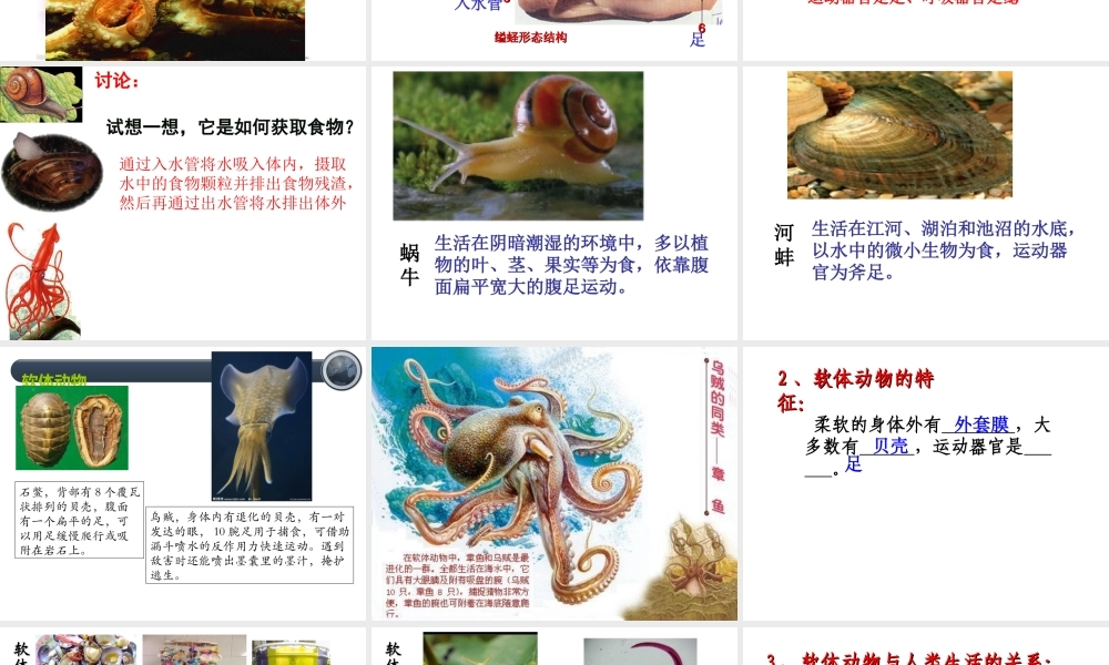 八年级生物上册 第一章 第三节 软体动物和节肢动物课件 （新版）新人教版