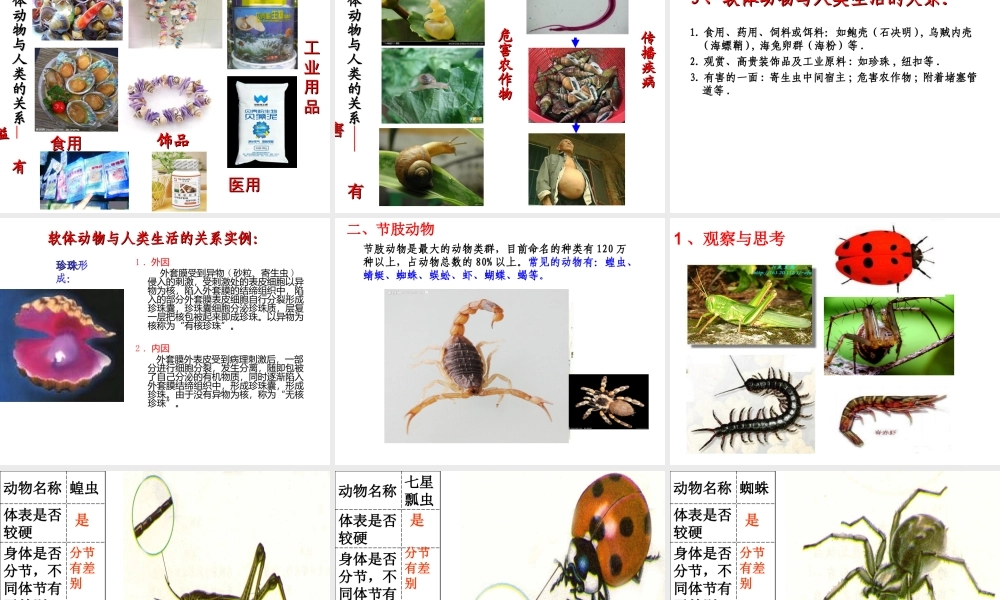 八年级生物上册 第一章 第三节 软体动物和节肢动物课件 （新版）新人教版