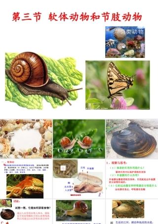 八年级生物上册 第一章 第三节 软体动物和节肢动物课件 （新版）新人教版
