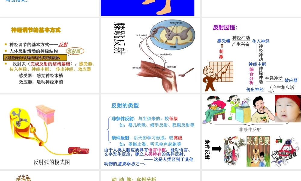 八年级生物上册 第6单元 第16章 第1节 人体的神经调节课件1 （新版）苏科版-（新版）苏科级上册生物课件