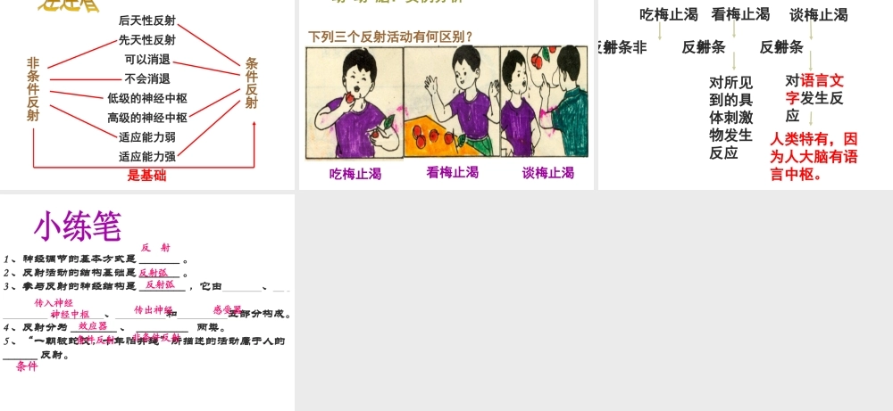 八年级生物上册 第6单元 第16章 第1节 人体的神经调节课件1 （新版）苏科版-（新版）苏科级上册生物课件