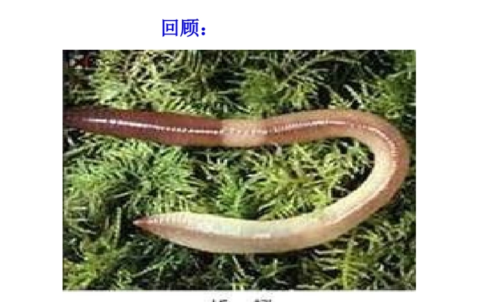 八年级生物上册 第一章 第三节 软体动物和节肢动物课件 新人教版