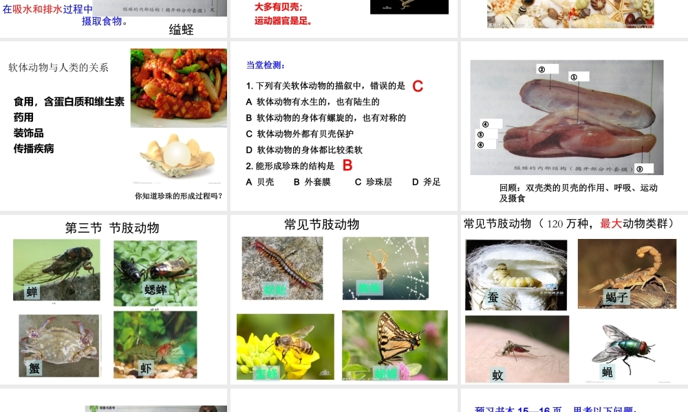 八年级生物上册 第一章 第三节 软体动物和节肢动物课件 新人教版