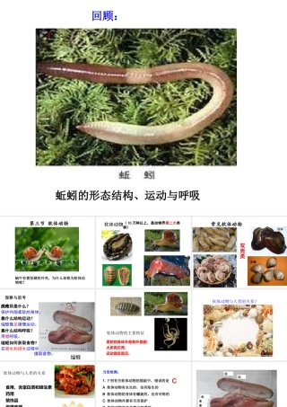 八年级生物上册 第一章 第三节 软体动物和节肢动物课件 新人教版