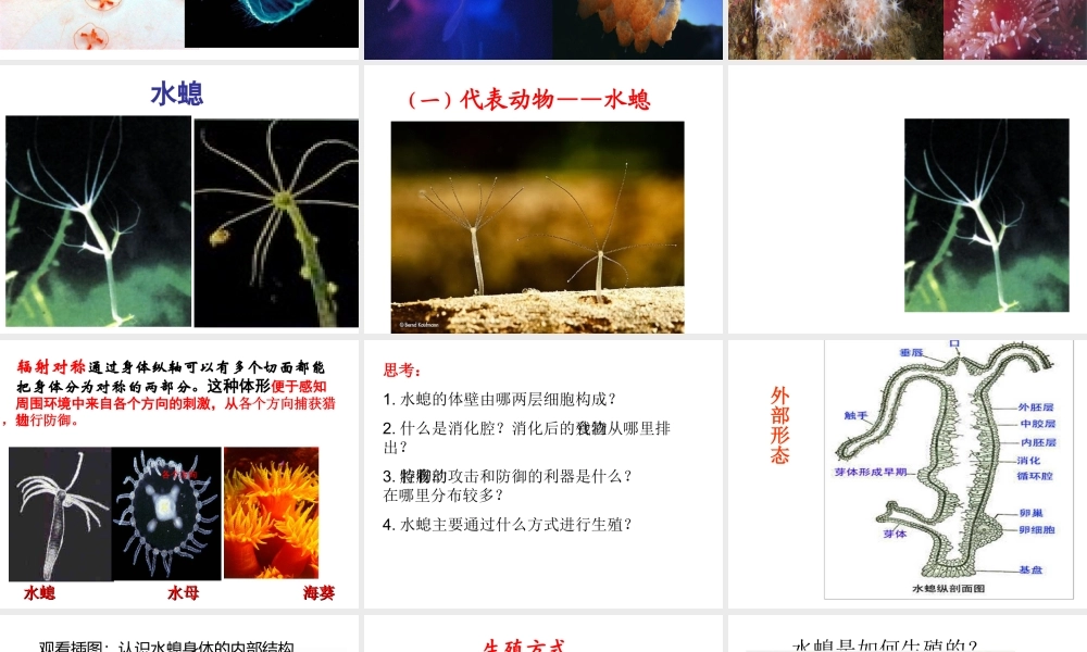 八年级生物上册 第五单元 第一章 第一节 腔肠动物和扁形动物教学课件 （新版）新人教版-（新版）新人教版初中八年级上册生物课件