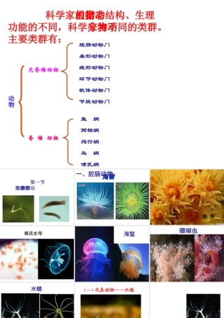 八年级生物上册 第五单元 第一章 第一节 腔肠动物和扁形动物教学课件 （新版）新人教版-（新版）新人教版初中八年级上册生物课件