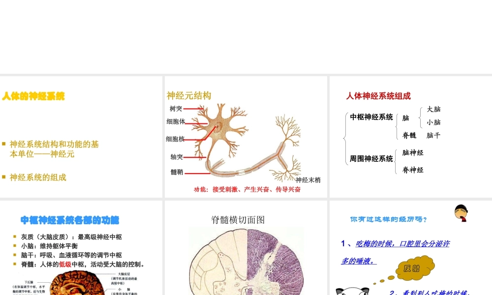八年级生物上册 第6单元 第16章 第1节 人体的神经调节课件2 （新版）苏科版-（新版）苏科级上册生物课件