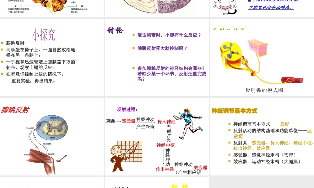 八年级生物上册 第6单元 第16章 第1节 人体的神经调节课件2 （新版）苏科版-（新版）苏科级上册生物课件