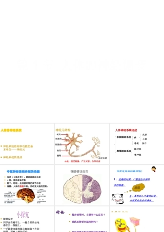 八年级生物上册 第6单元 第16章 第1节 人体的神经调节课件2 （新版）苏科版-（新版）苏科级上册生物课件