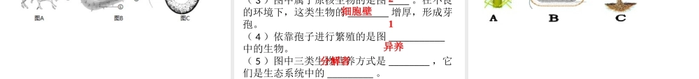 八年级生物上册 第五单元 第18章 生物圈中的微生物综合检测课件 （新版）北师大版-（新版）北师大版初中八年级上册生物课件