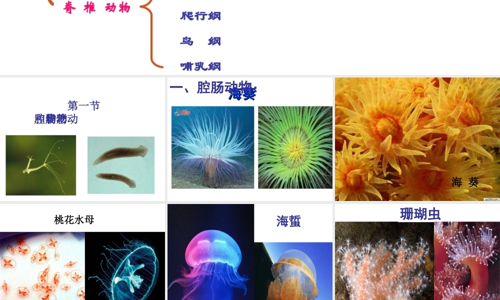 八年级生物上册 第五单元 第一章 第一节 腔肠动物和扁形动物教学课件 （新版）新人教版-（新版）新人教级上册生物课件