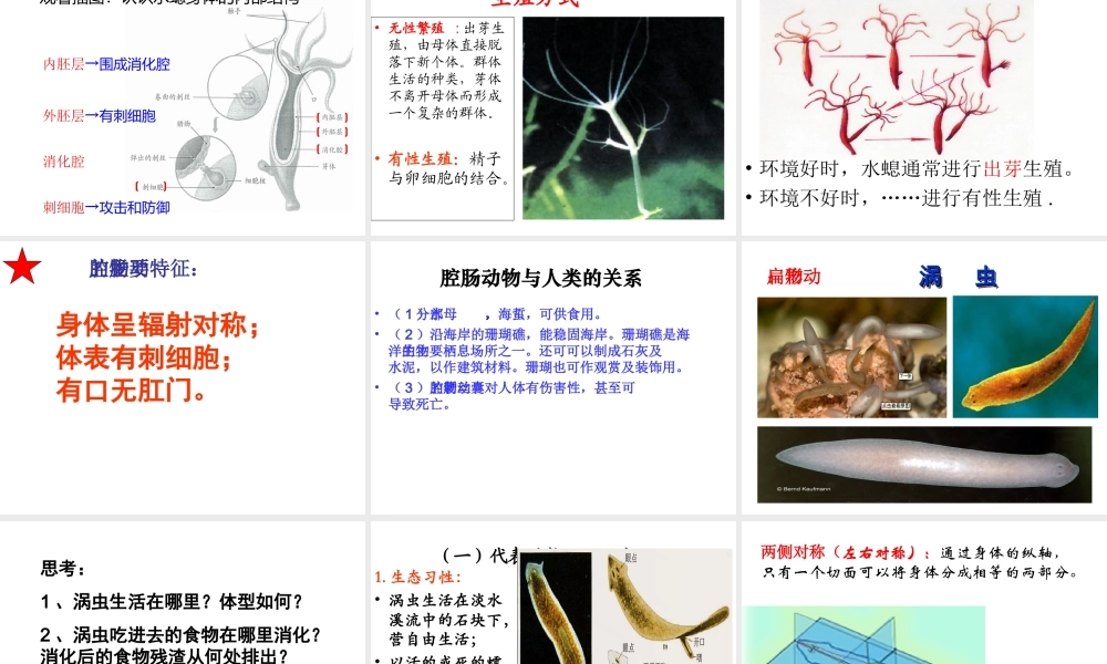 八年级生物上册 第五单元 第一章 第一节 腔肠动物和扁形动物教学课件 （新版）新人教版-（新版）新人教级上册生物课件