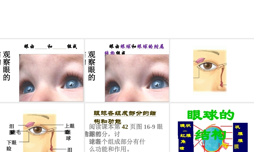 八年级生物上册 第6单元 第16章 第2节 人体对信息的感知课件1 （新版）苏科版-（新版）苏科级上册生物课件